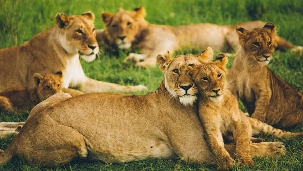 Gallery image 4